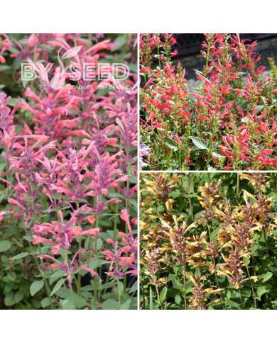 Agastache aurantiaca Fragrant Carpet Mix
