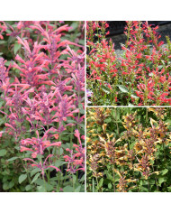 Agastache cana Heather Queen