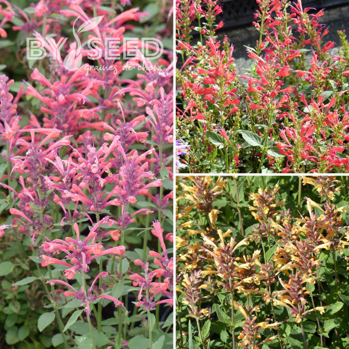 Agastache aurantiaca Fragrant Carpet Mix