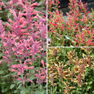 Agastache aurantiaca Fragrant Carpet Mix
