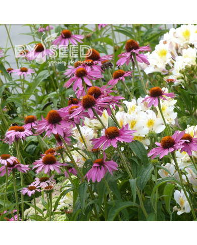 Echinacea purpurea Magnus
