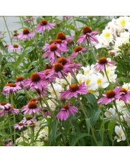 Echinacea purpurea Feeling White