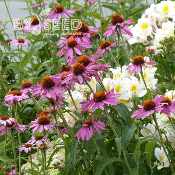 Echinacea purpurea Magnus