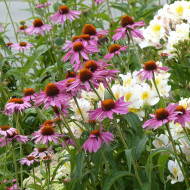 Echinacea purpurea Magnus