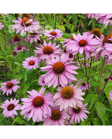 Echinacea purpurea Magnus