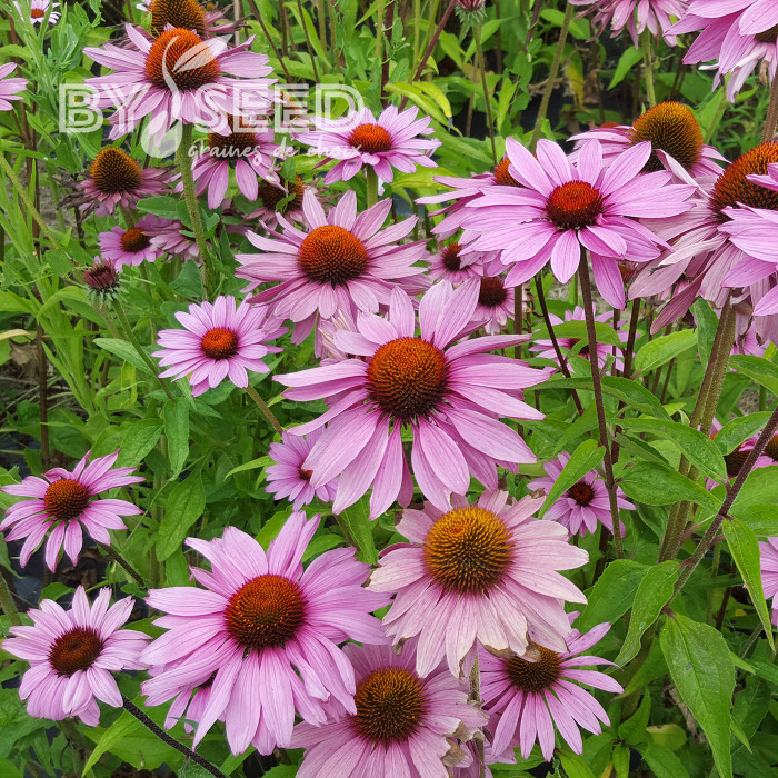 Echinacea purpurea Magnus