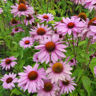 Echinacea purpurea Magnus