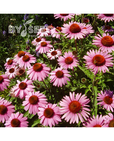 Echinacea purpurea Magnus