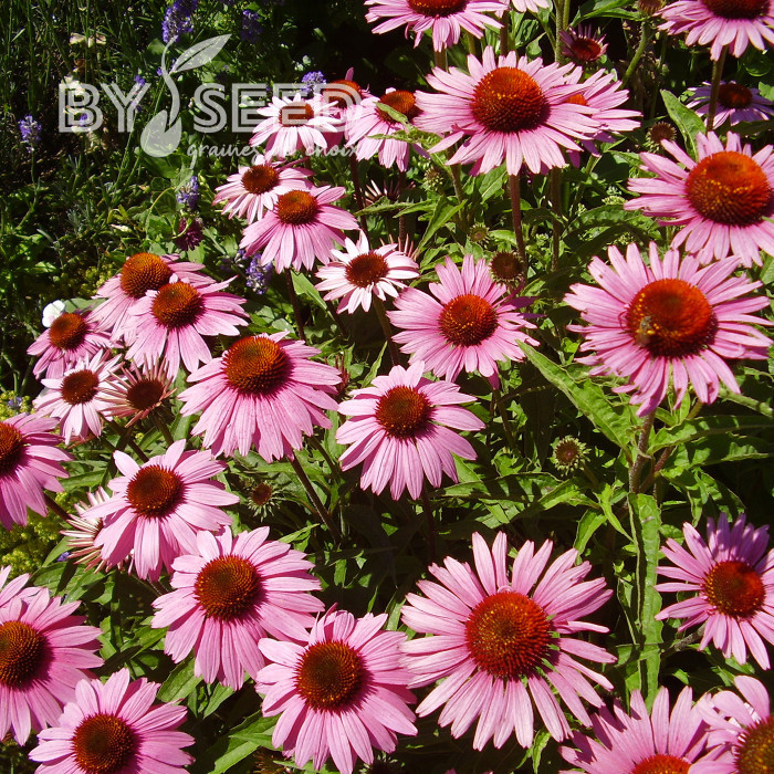 Echinacea purpurea Magnus