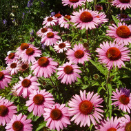 Echinacea purpurea Magnus