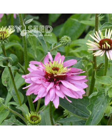 Echinacea purpurea Paradiso Super-Duper