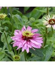 Echinacea purpurea White Swan (Alba)