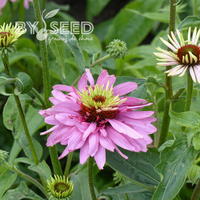 Echinacea purpurea Paradiso Super-Duper