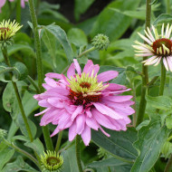 Echinacea purpurea Paradiso Super-Duper