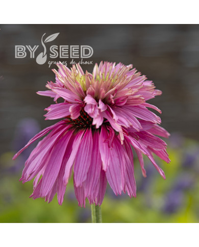 Echinacea purpurea Paradiso Super-Duper