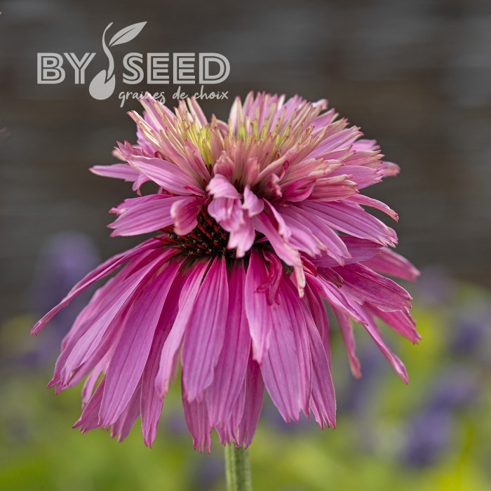 Echinacea purpurea Paradiso Super-Duper