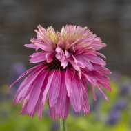 Echinacea purpurea Paradiso Super-Duper