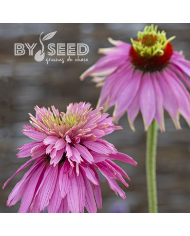 Echinacea purpurea Paradiso Super-Duper