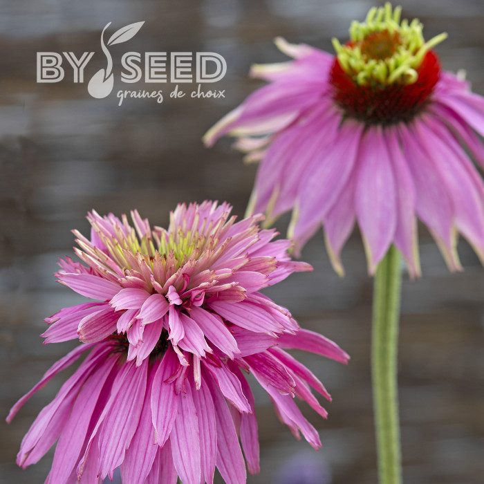 Echinacea purpurea Paradiso Super-Duper