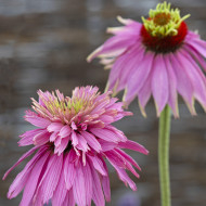 Echinacea purpurea Paradiso Super-Duper