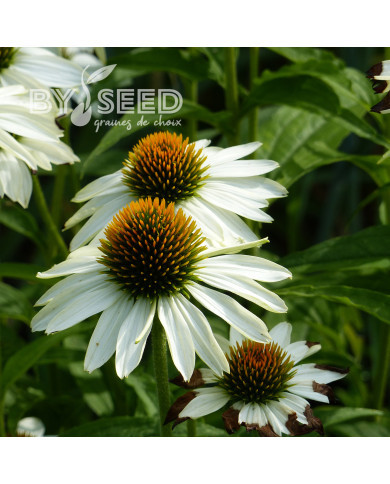 Echinacea purpurea White Swan (Alba)