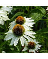 Echinops bannaticus Blue Glow