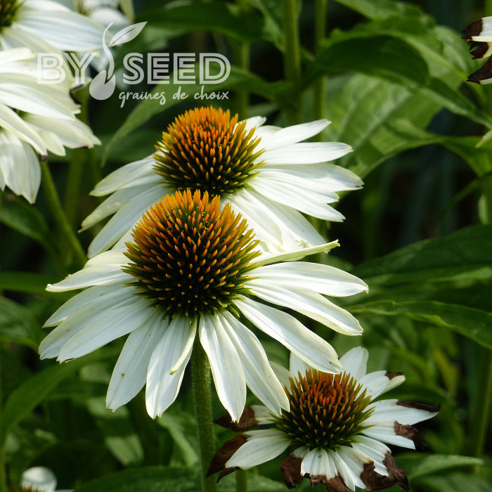 Echinacea purpurea White Swan (Alba)