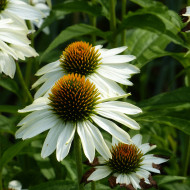 Echinacea purpurea White Swan (Alba)