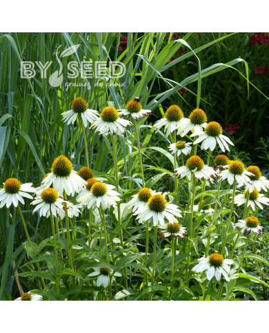 Echinacea purpurea White Swan (Alba)
