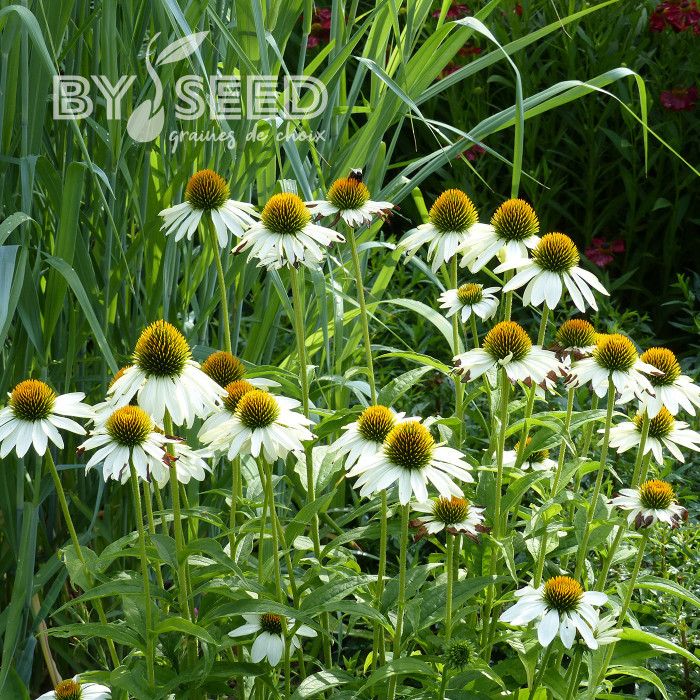 Echinacea purpurea White Swan (Alba)