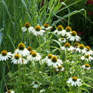 Echinacea purpurea White Swan (Alba)