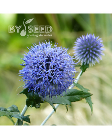 Echinops bannaticus Blue Glow