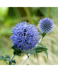 Echinacea purpurea White Swan (Alba)