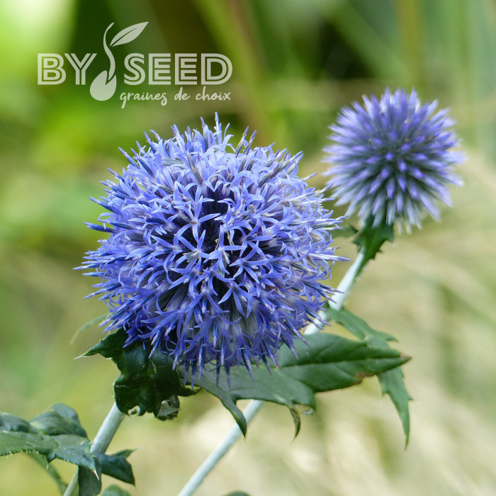 Echinops bannaticus Blue Glow