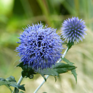 Echinops bannaticus Blue Glow