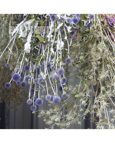 Echinops bannaticus Blue Glow