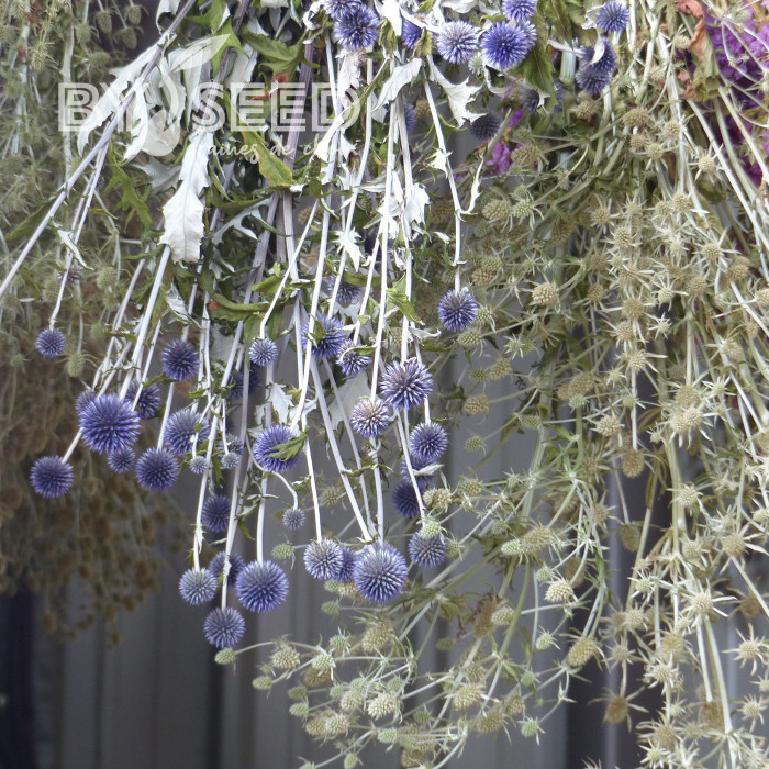 Echinops bannaticus Blue Glow