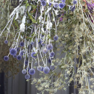 Echinops bannaticus Blue Glow