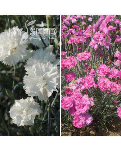 Œillet mignardise Sonata double Mix