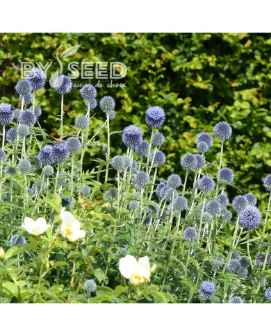 Echinops bannaticus Blue Glow
