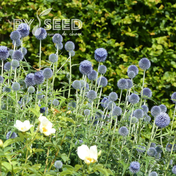 Echinops bannaticus Blue Glow
