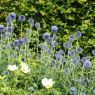 Echinops bannaticus Blue Glow