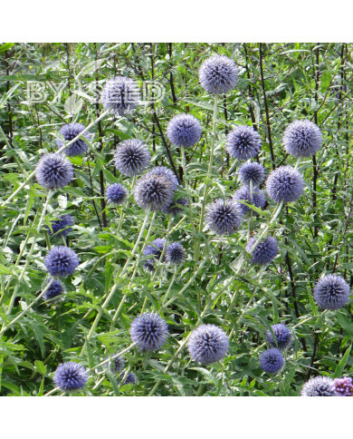 Echinops ritro Boule azurée