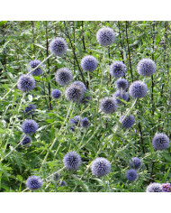 Echinops bannaticus Blue Glow