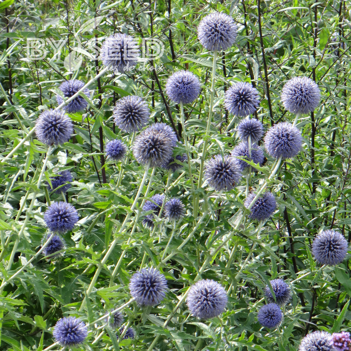 Echinops ritro Boule azurée