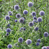 Echinops ritro Boule azurée