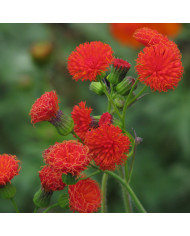 Echinops ritro Boule azurée