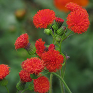 Emilia coccinea