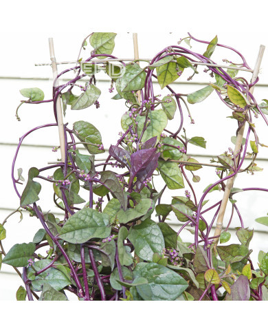 Epinard de Malabar Select Red