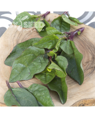 Epinard de Malabar Select Red